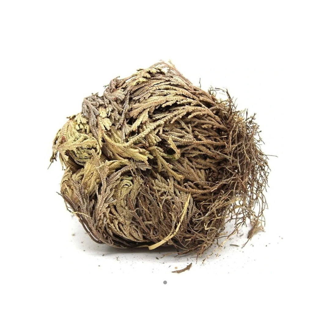 Rose of Jericho, Resurrection Plant