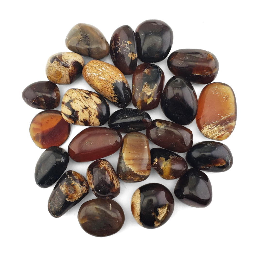 Zebra Amber