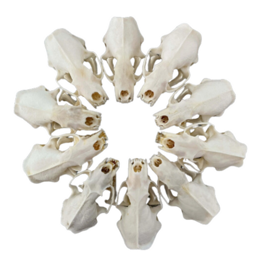 Real Mink Bone Skull (3") Taxidermey