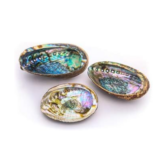 Abalone Shell 4" - 5"