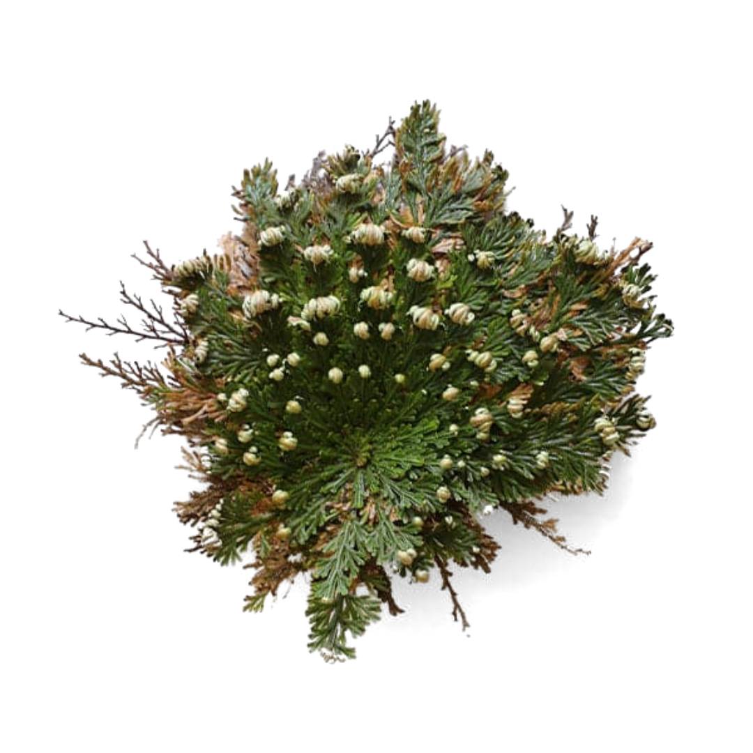Rose of Jericho, Resurrection Plant