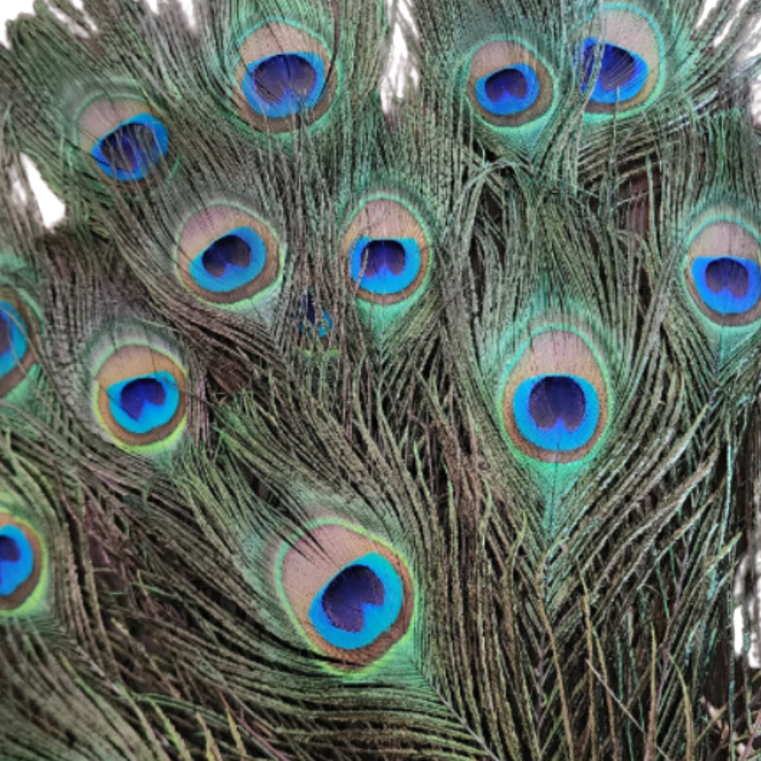 Peacock Feather(s)