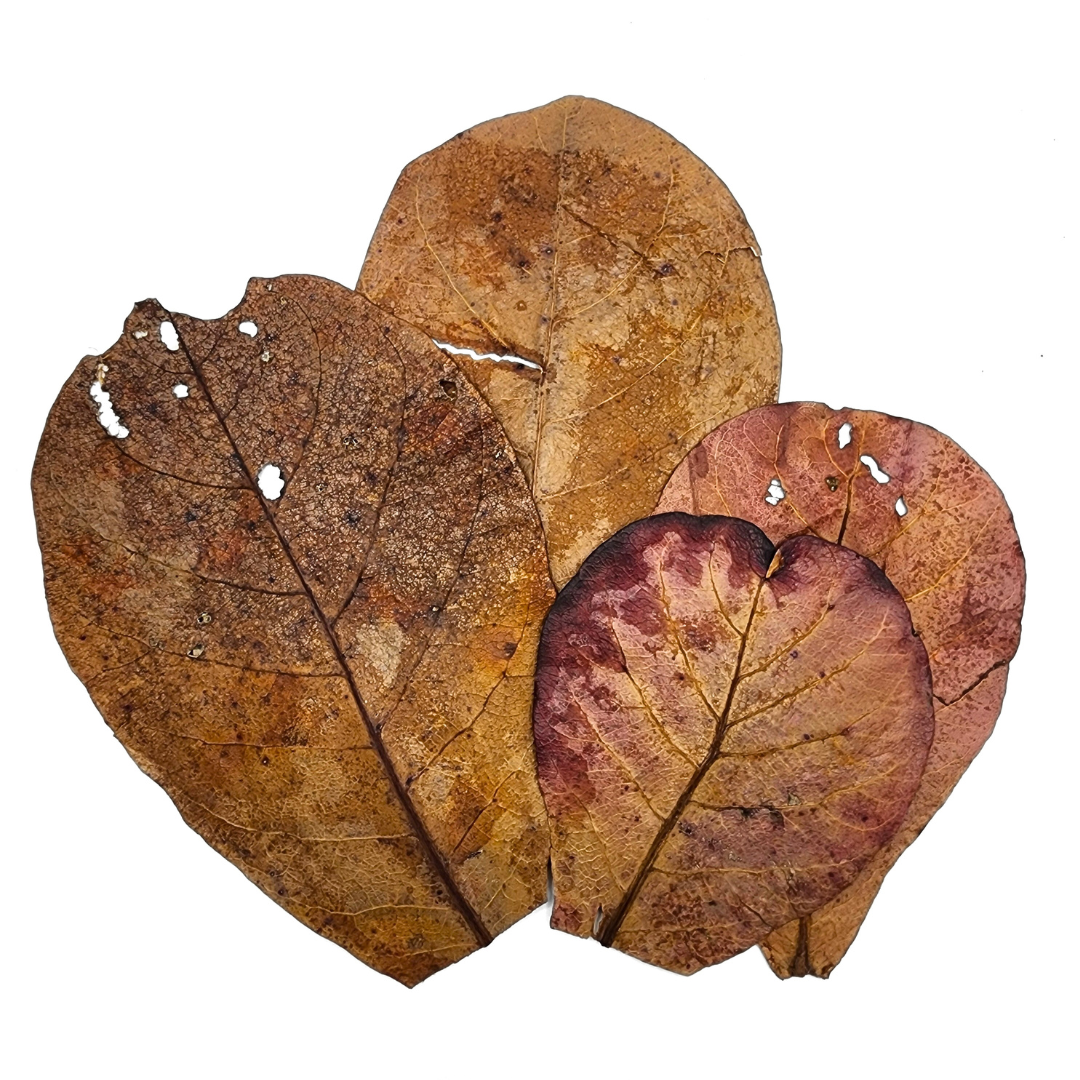 Hojas de Almendra | Almendra Plant (Indian Almond), Whole Leaves