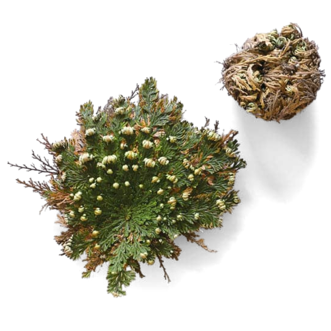 Rose of Jericho, Resurrection Plant  The House of Ash