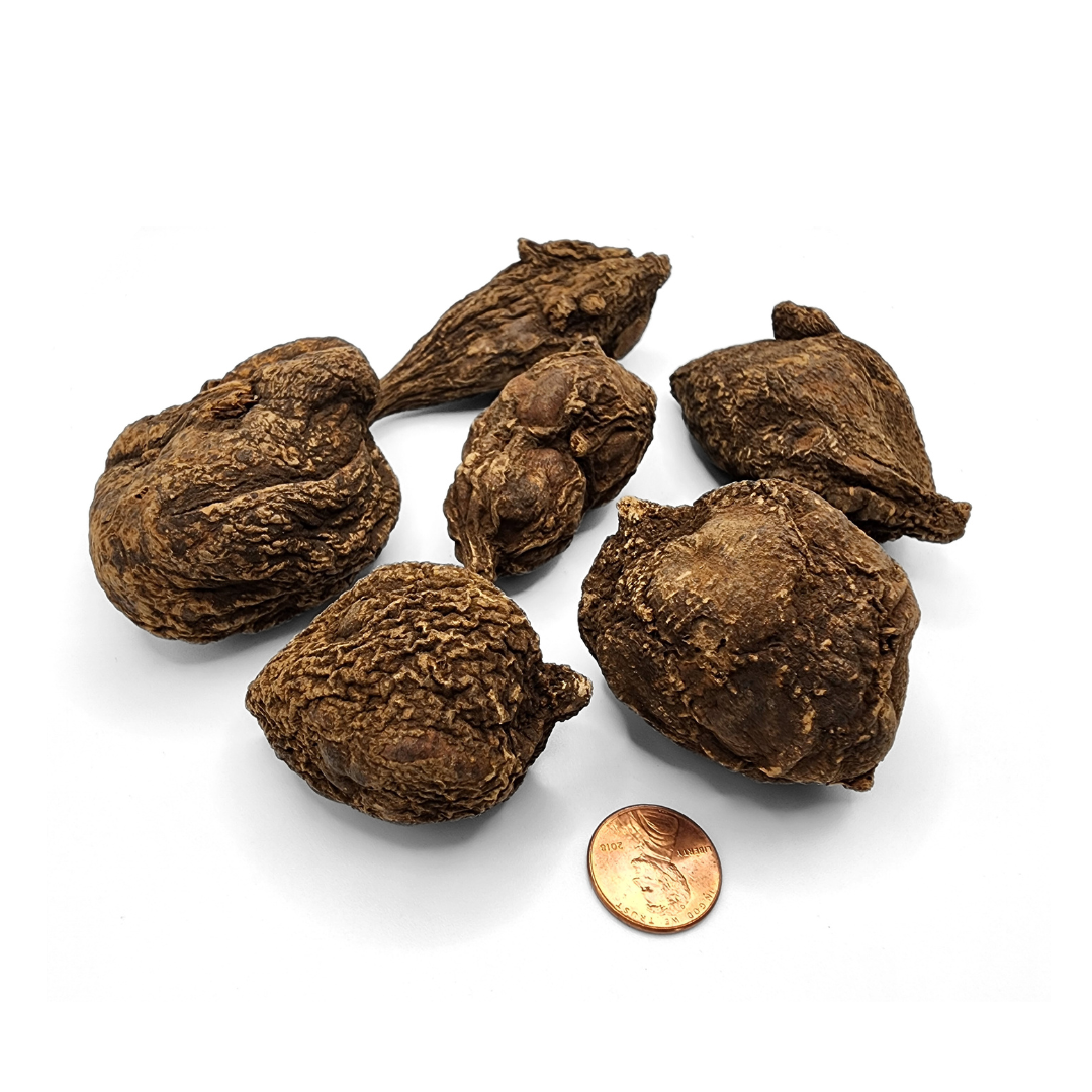 High John Root, Large Roots (1-2.5 oz)