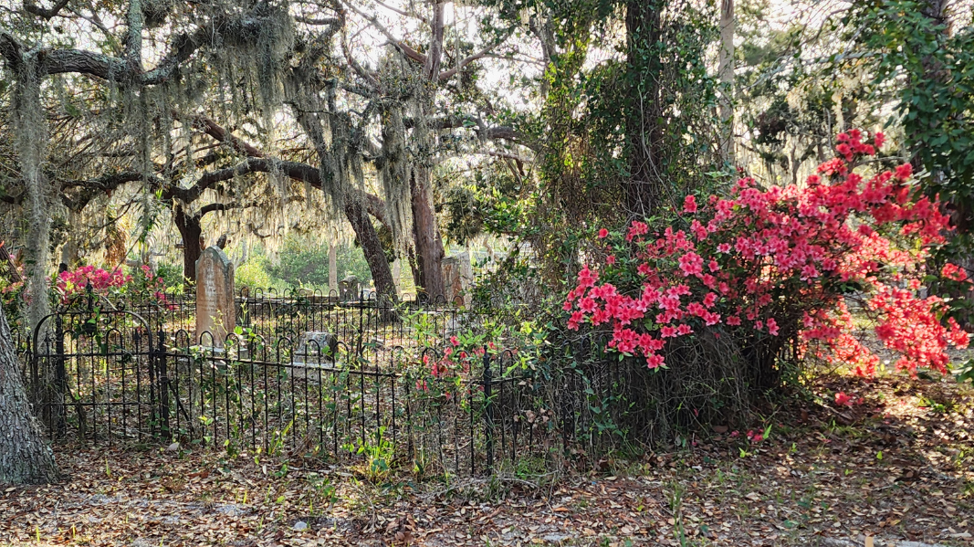 Cedar Key Cemetery Water | Collected 03/2024