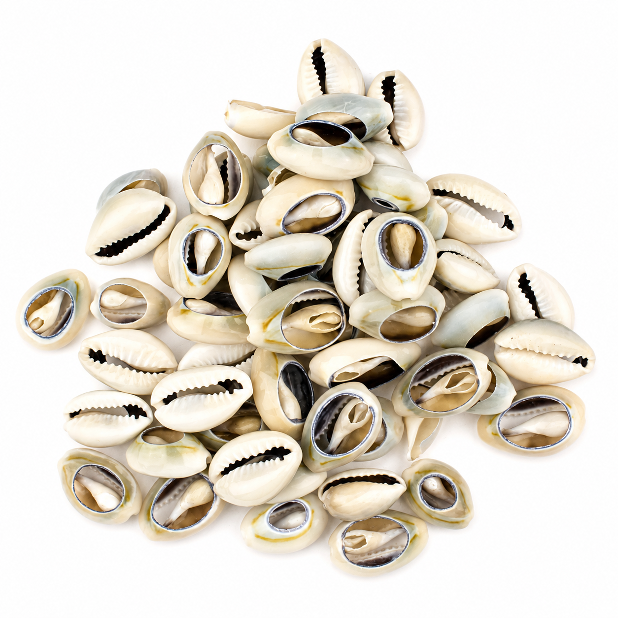 Cut Cowerie Shells 1-1.25"