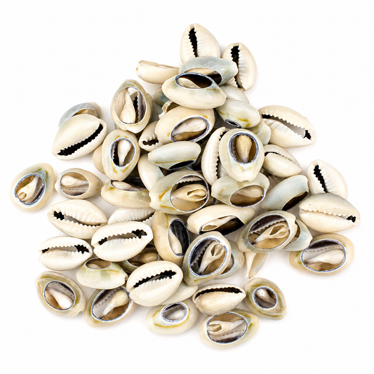 Cut Cowerie Shells 1-1.25"