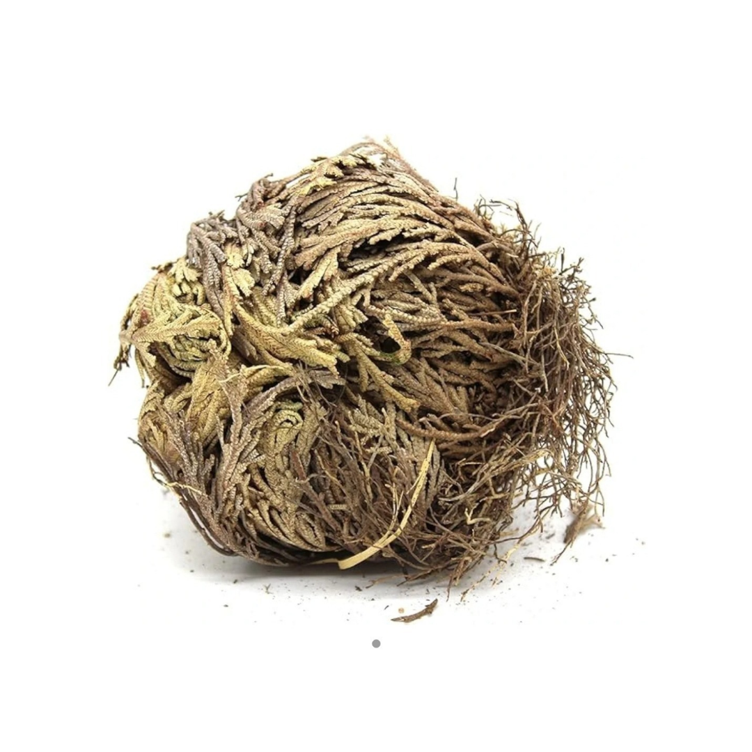 Rose of Jericho | Resurrection Plant