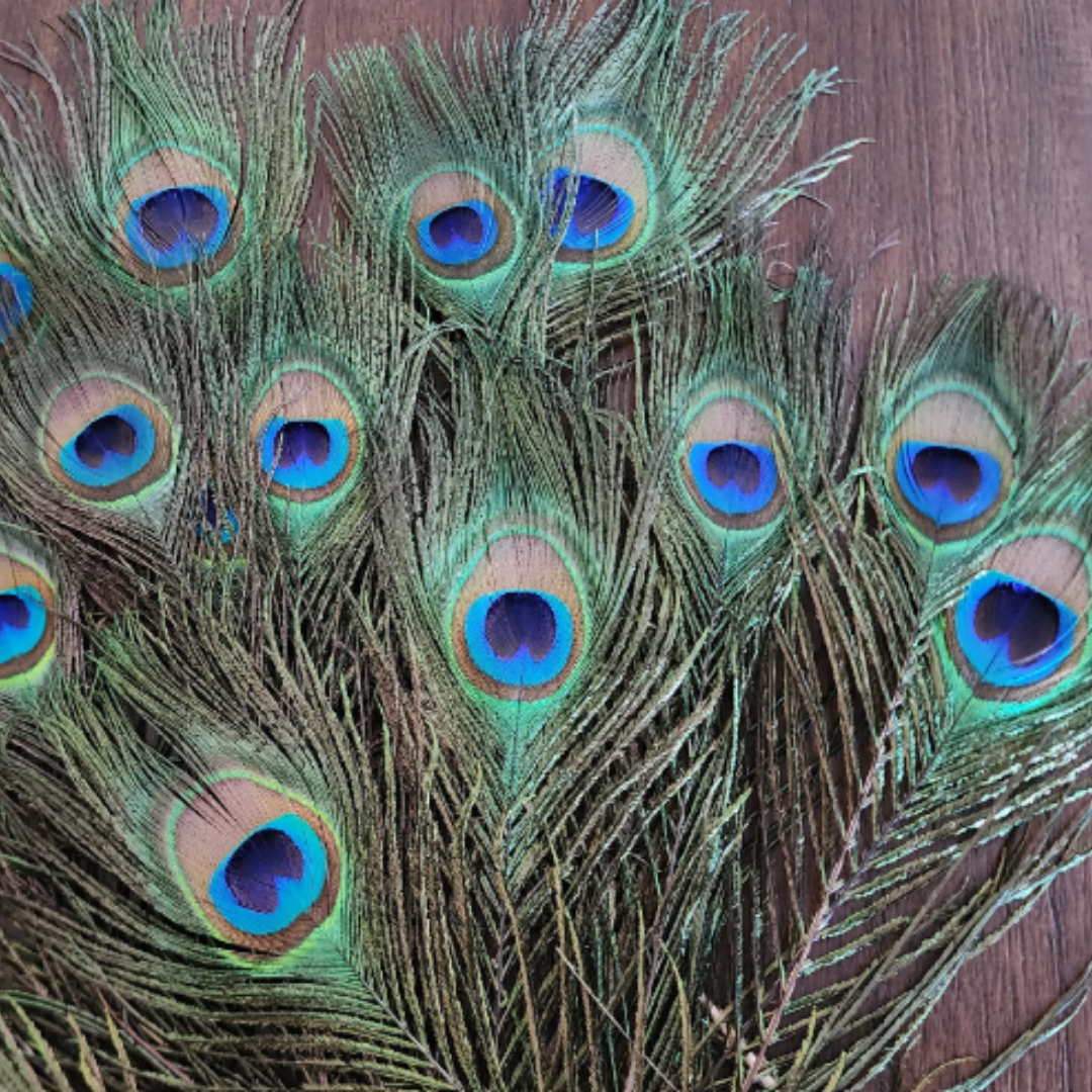 Peacock Feather(s)