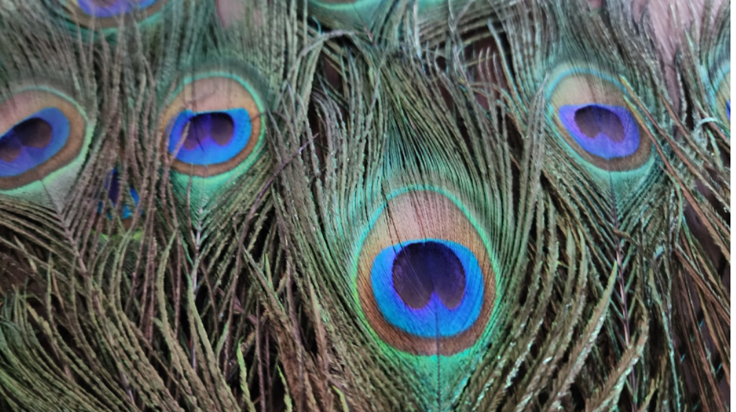 Peacock Feather(s)