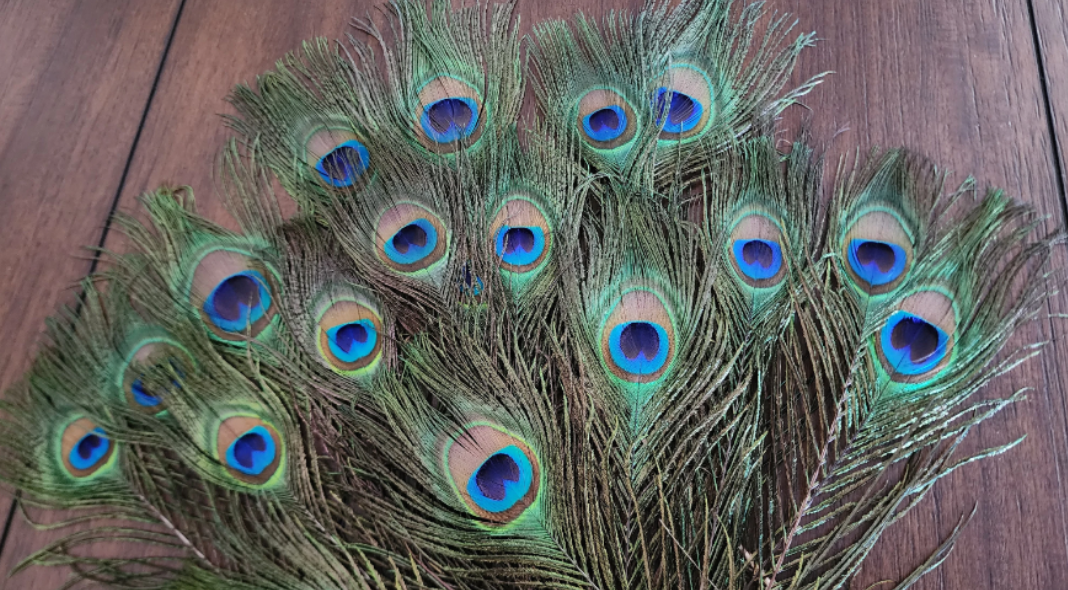 Peacock Feather(s)