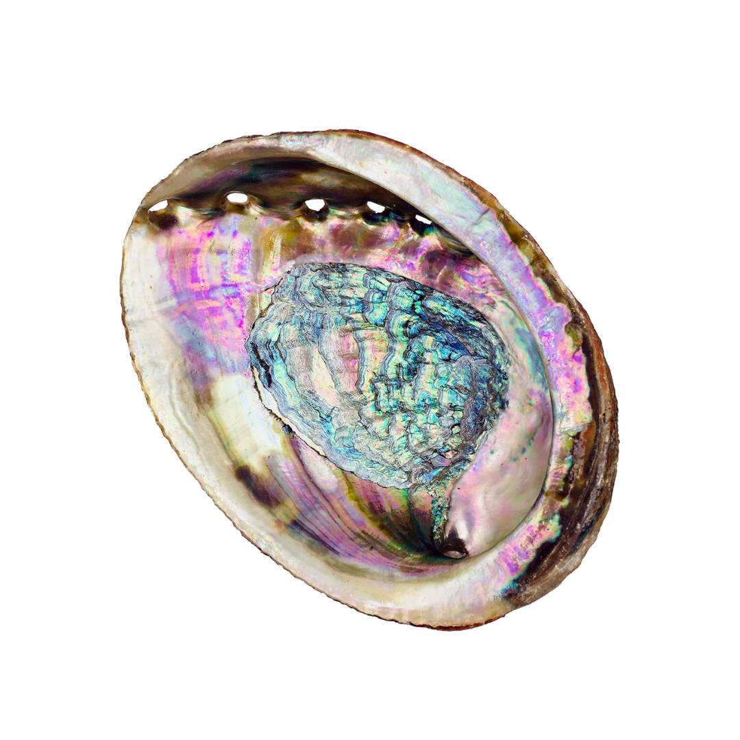 Abalone Shell 4" - 5"