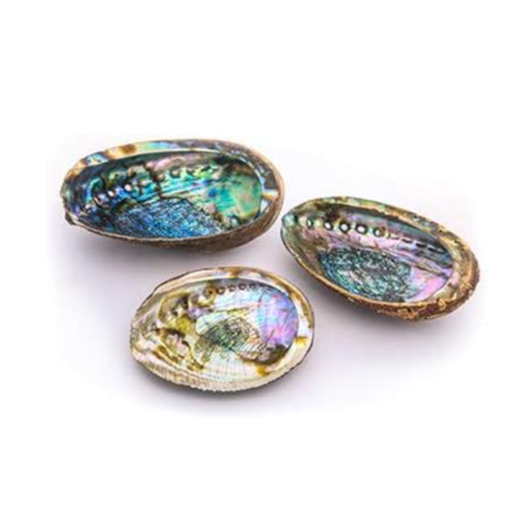 Abalone Shell 4" - 5"