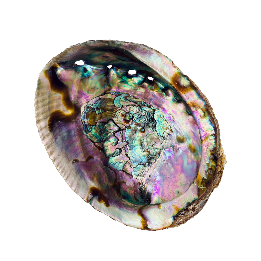 Abalone Shell 4" - 5"