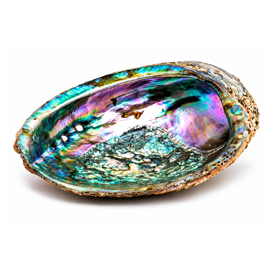 Abalone Shell 6"