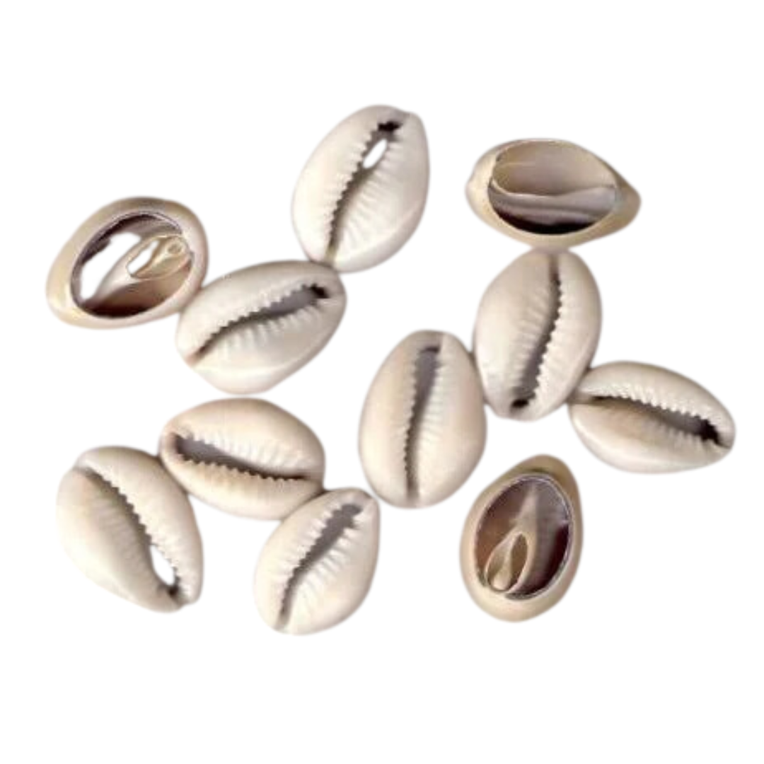 Natural Cowrie Shells