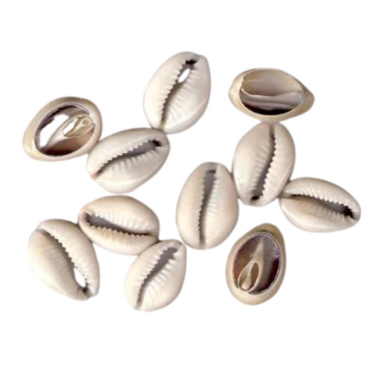 Natural Cowrie Shells