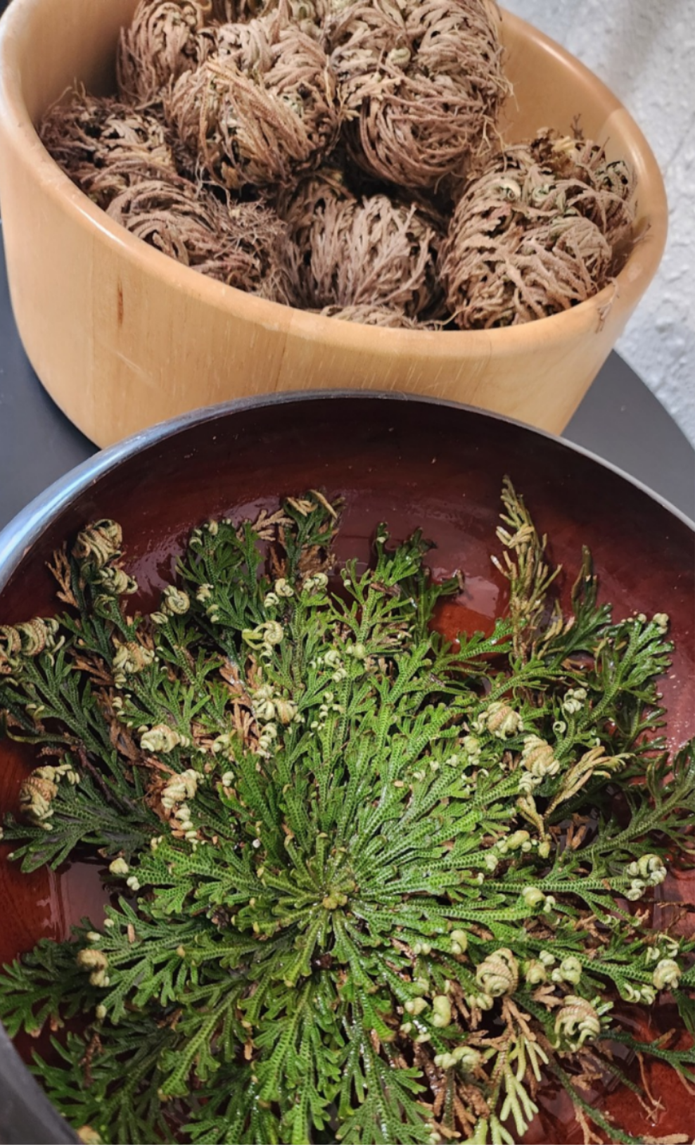 Rose of Jericho | Resurrection Plant