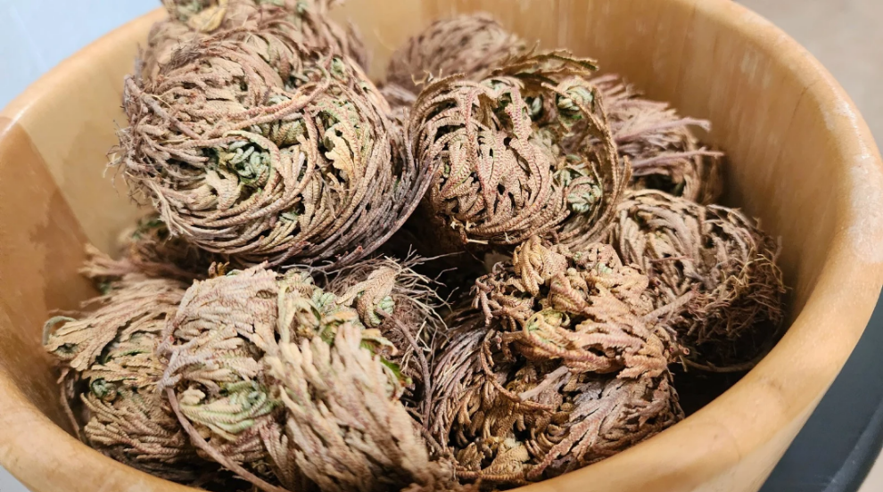 Rose of Jericho | Resurrection Plant