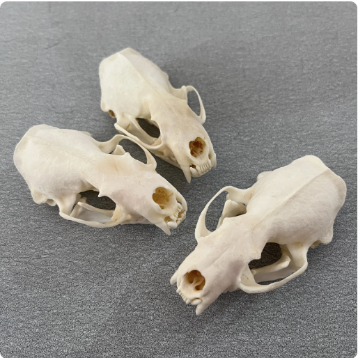 Real Mink Bone Skull (3") Taxidermey