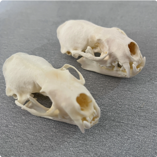 Real Mink Bone Skull (3") Taxidermey