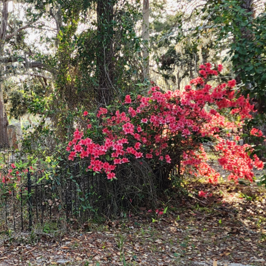 Cedar Key Cemetery Water