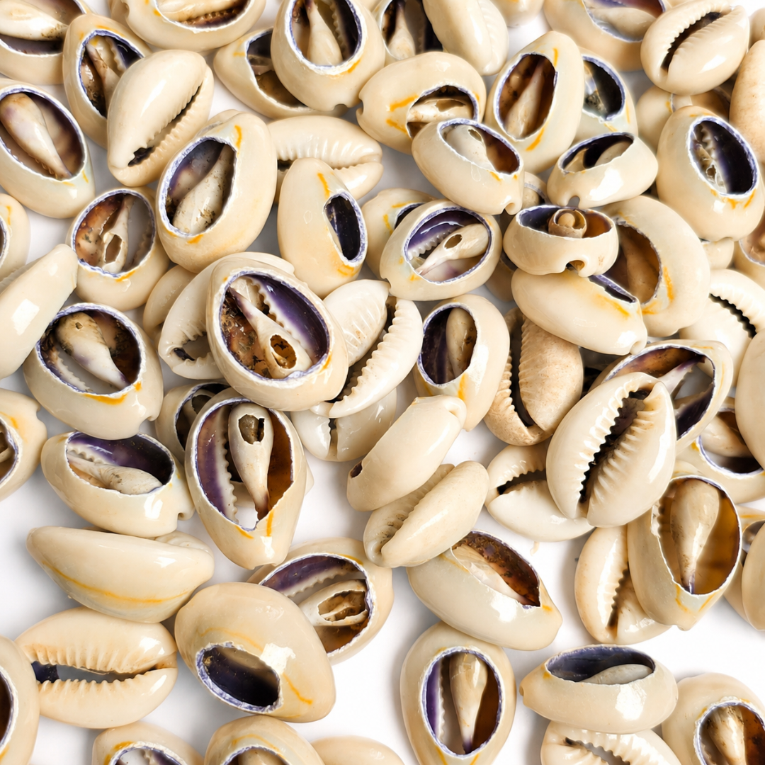 Cut Cowerie Shells 1-1.25"