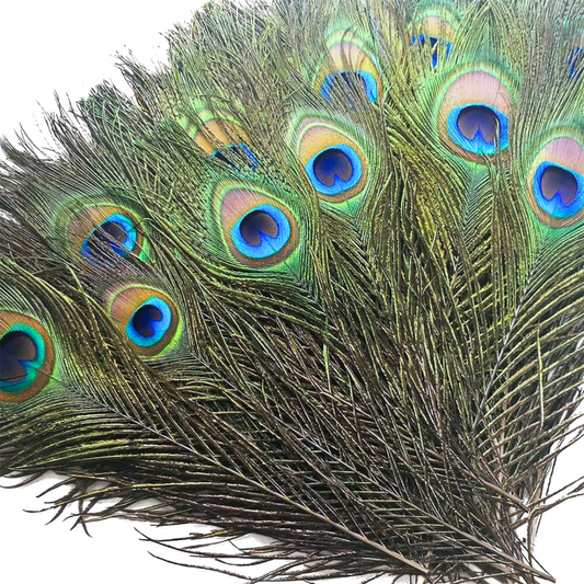 Peacock Feather(s)