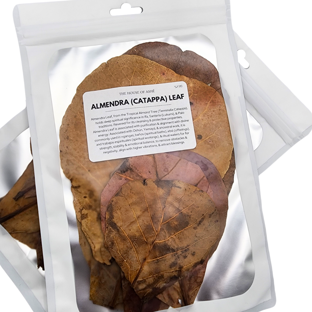 Hojas de Almendra | Almendra Plant (Indian Almond), Whole Leaves