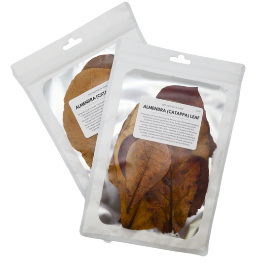 Hojas de Almendra | Almendra Plant (Indian Almond), Whole Leaves
