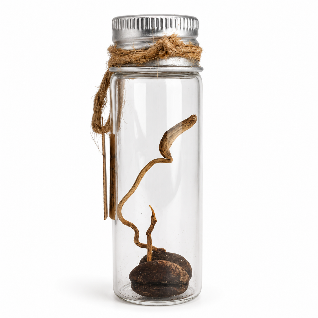 Sprouted Seeds in Glass Vial