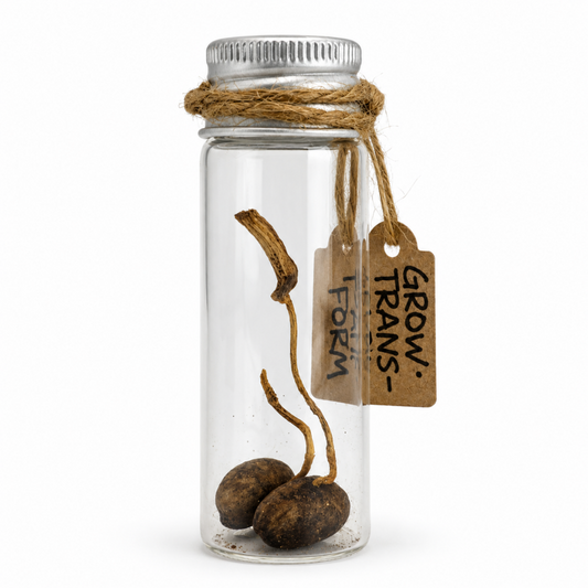 Sprouted Seeds in Glass Vial